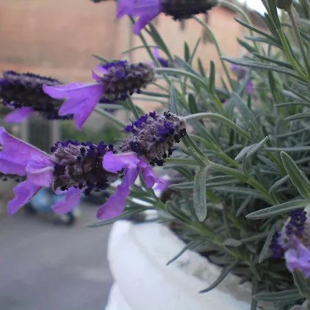 酒店 Piemontese 2*